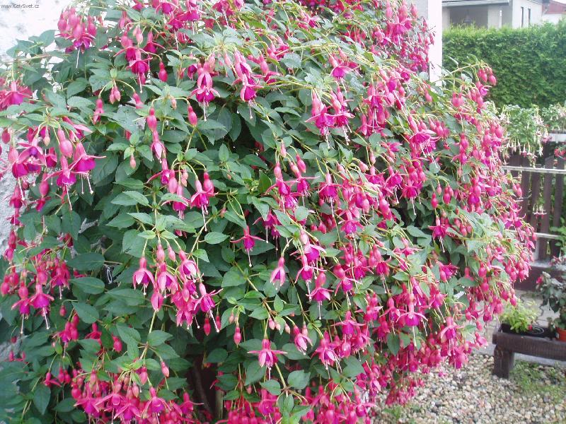 Foto: fuchsie