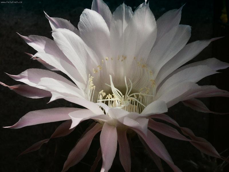 Foto: Jednodenn� kr�sa-pouze jeden den v roce