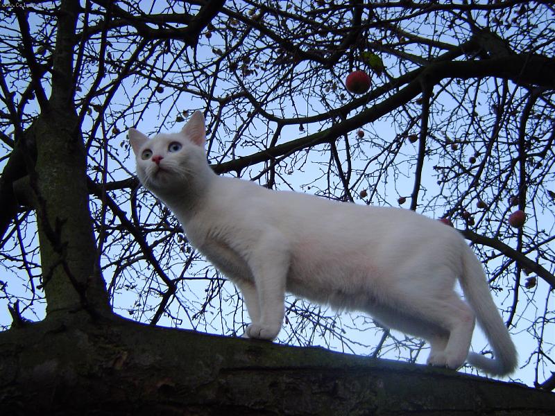 Foto: H�danka-Nos�k r��ov� jak jabl��ko, jedno oko modr� jako obloha, druh� v barv� mechu pokr�vaj�c� k�ru strom� a ko��ek b�l� jako sn�h.Co je to?