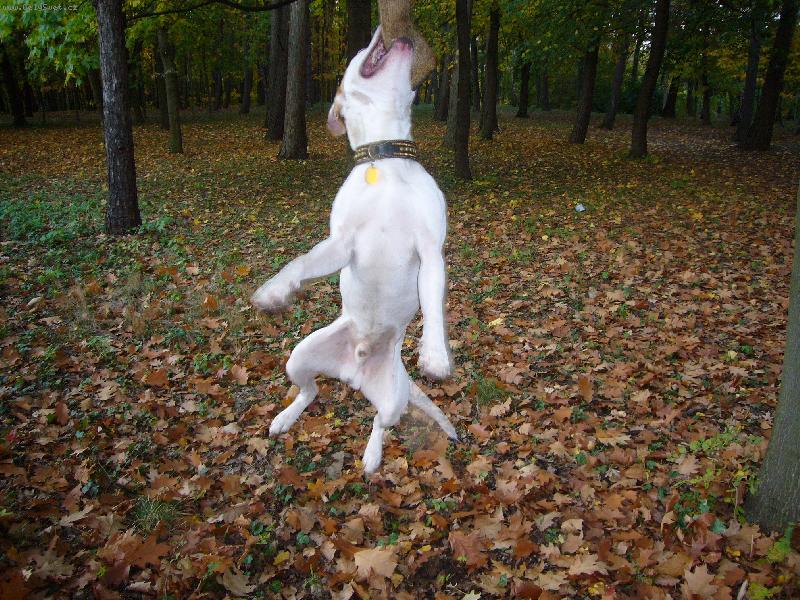 Foto: Hra-Max��ek vis�