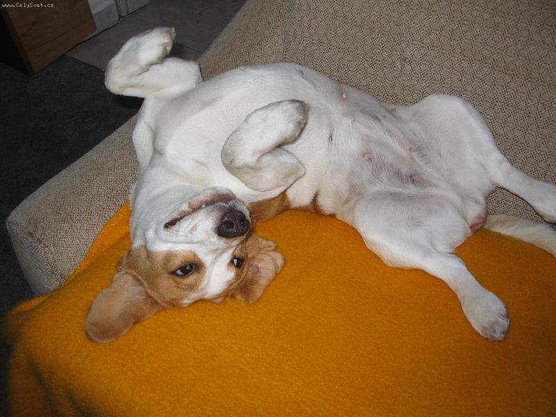 Foto: J�linka-Odpoledn� siesta