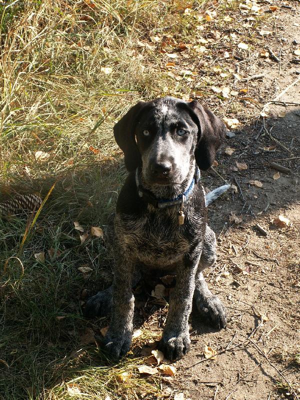 Foto: Ag�ta-Evropsk� s��ov� pes