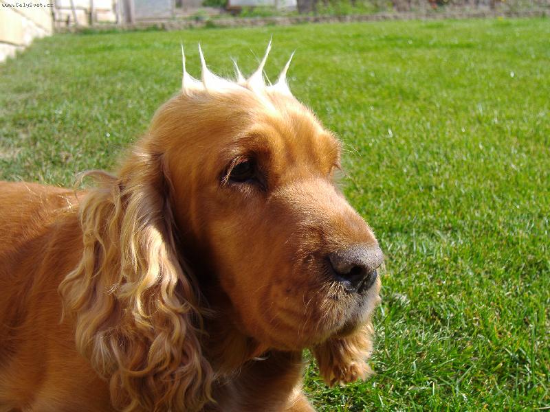 Foto: Sindynka-drsn� �e?????????????:-))