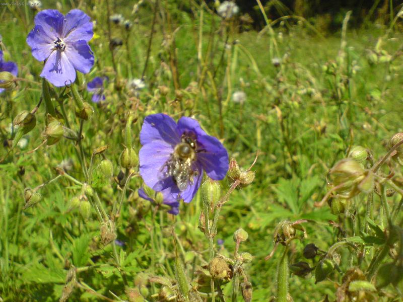 Foto: �melda-�melda