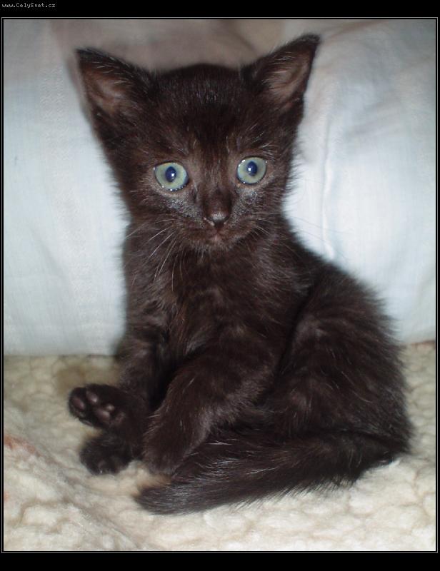 Foto: Hot chocolate-A pak �e ho�k� �okol�da nem��e b�t sladk�