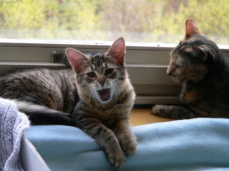 Foto: Jsem stra�n�� unaven��� !-Am�lka