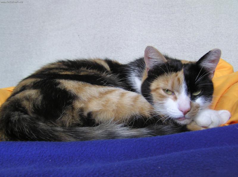 Foto: Zizulka-Nen� nad relax v post�lce....