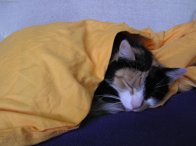 Foto: Zizulka-V�ude dob�e,pod pe�inou nejl�p!