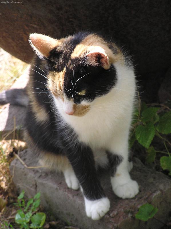 Foto: Zizina-Foto na cihle