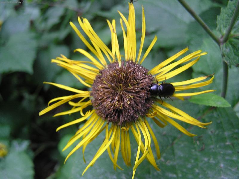 Foto: Kytka a brouk