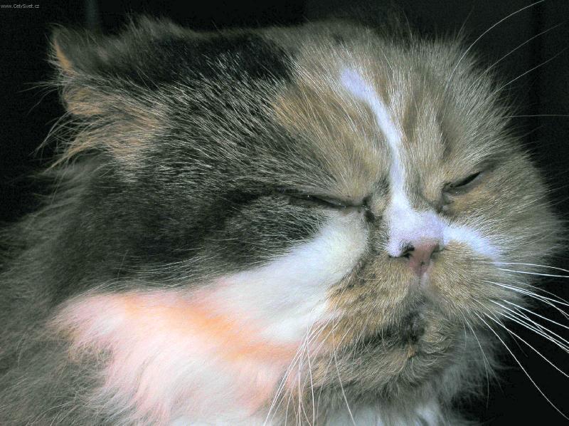 Foto: Ko�ka nebo ���an?