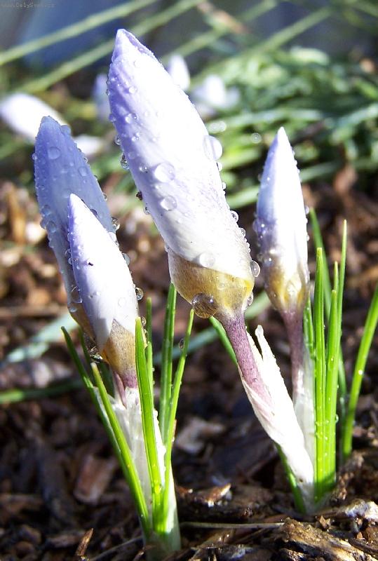 Foto: Jaro v zahr�dce-KROKUS