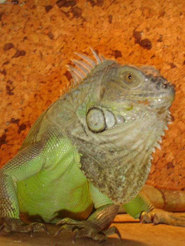 Foto: Legu�nka zelen� - EDA-�ek�n� na brokolici.....