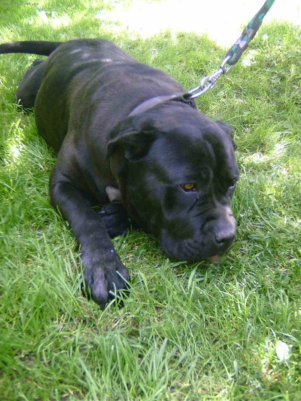 Foto: To jsem ale unaven�-Bando�ka Rony