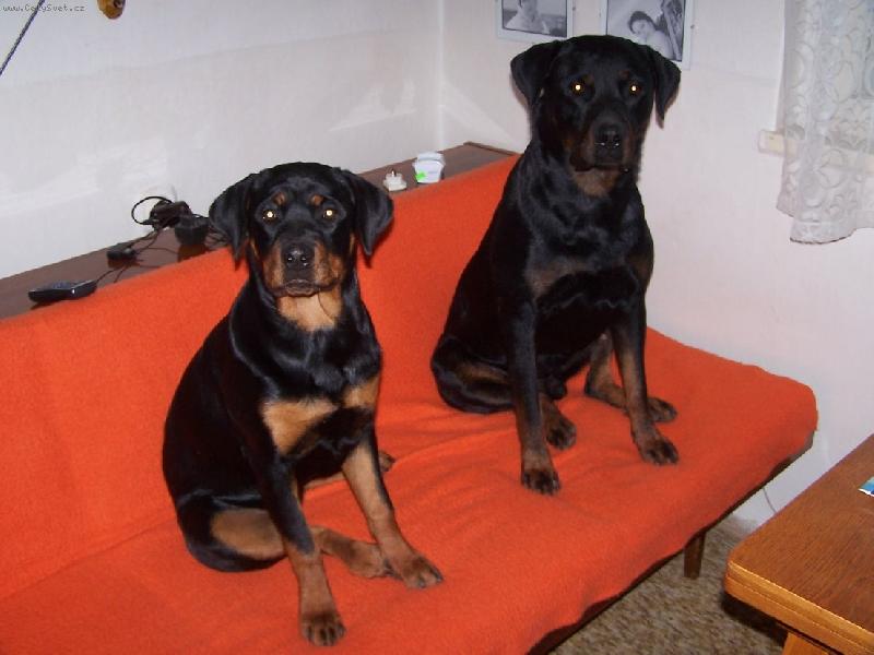 Foto: moji chlup��i-Beny a Vendy