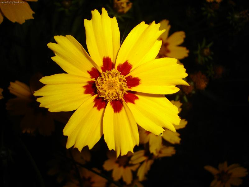 Foto: Kr�snoo�ko