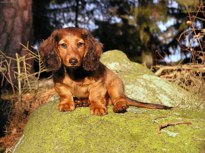 Foto: �da-�da na kamenu