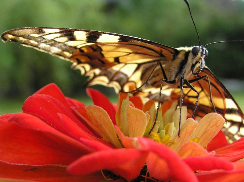 Foto: Ochm��en� sos��ek