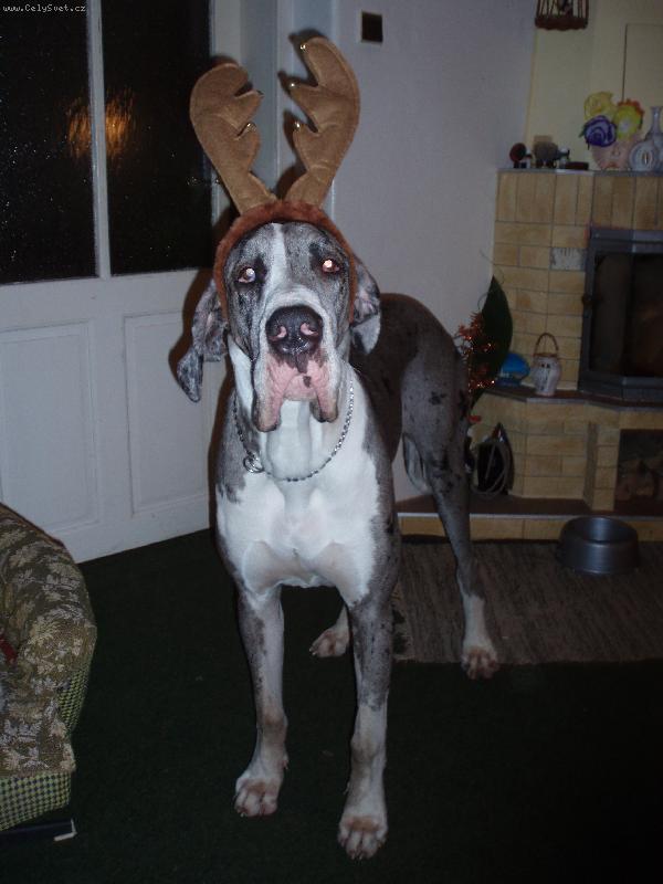 Foto: Vesel� V�noce