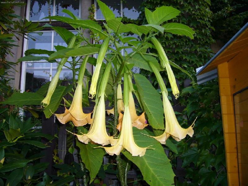 Foto: Nelenilo se ani durman�m-Durman �i datura