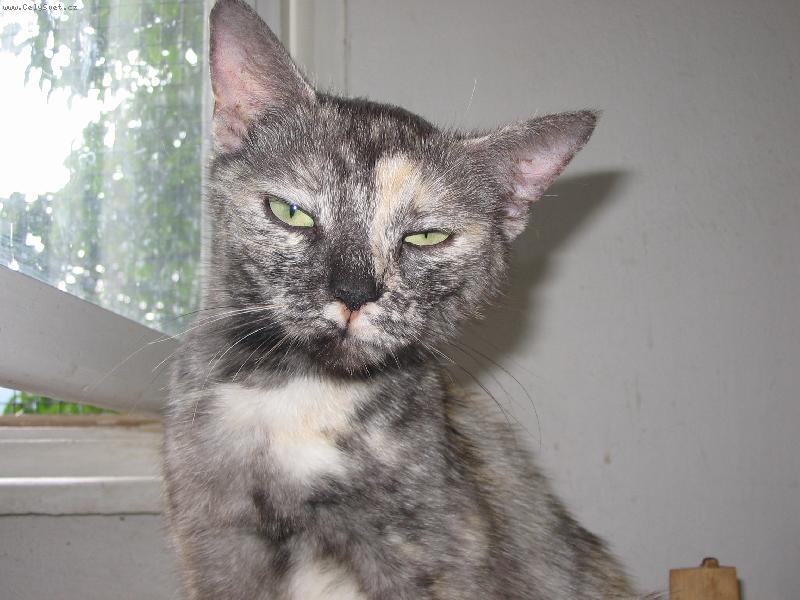 Foto: Bohou�ek vykuk-Bohou�ek vykuk