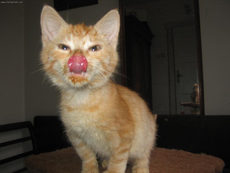 Foto: Kocourek Plaminek-To byla ale dobrota!