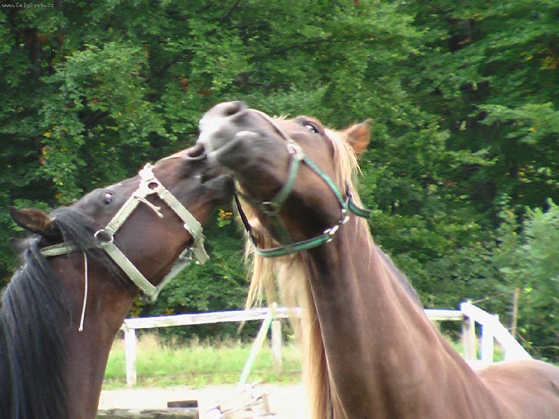 Foto: povidej mi o tom-hradky h�ebc�