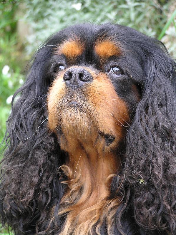 Foto: Aherlow Bedit-Arlas pozuje :)