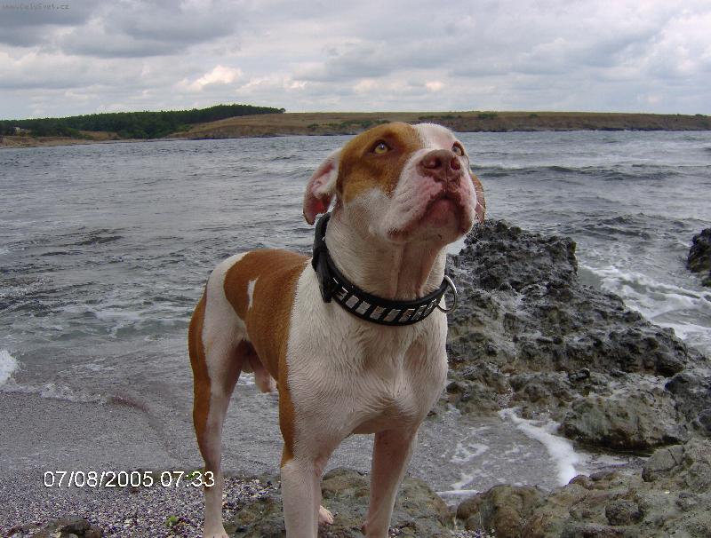 Foto: trose�n�k-Cezar leze z vody