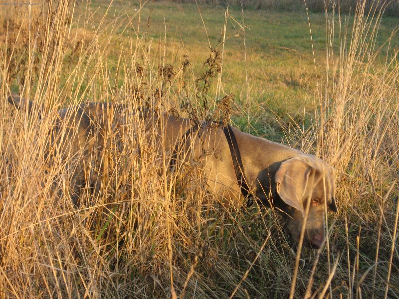 Foto: Archie-Hele mravenec