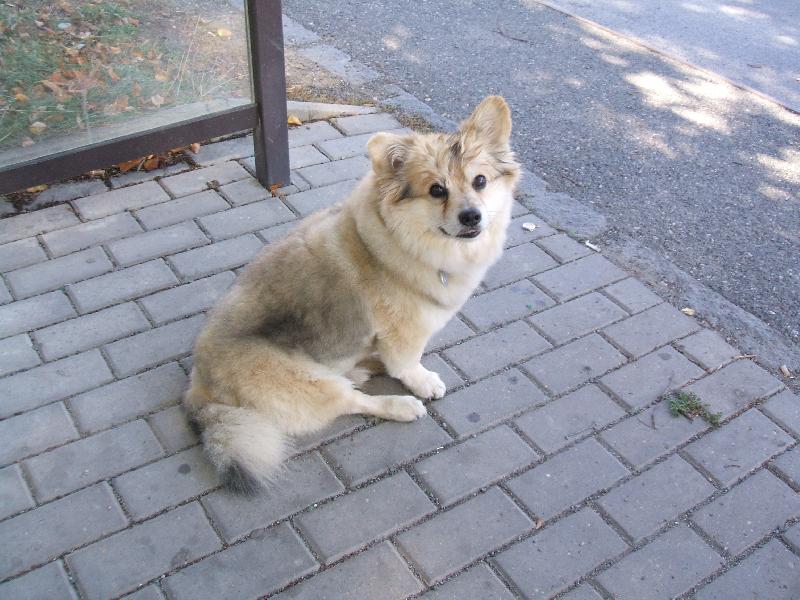 Foto: Ben��ek-Ben��ek �ek� na autobus