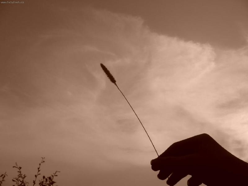 Foto: St�blo tr�vy