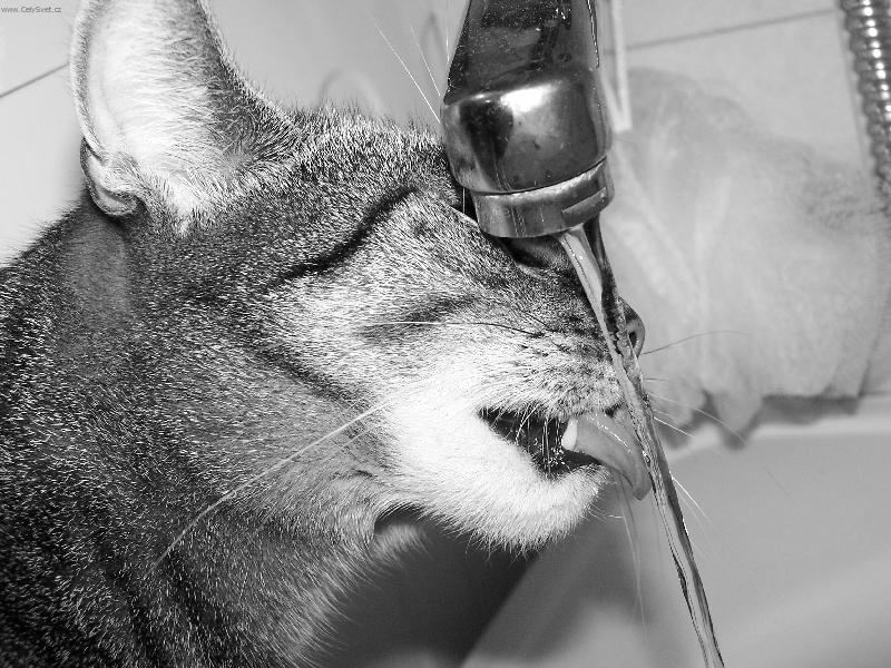 Foto: Milka I.-Pramenitou, pros�m.