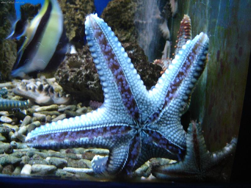 Foto: Mo�sk� hv�zda