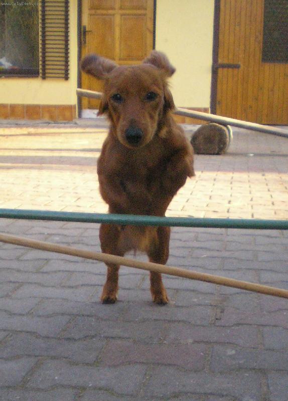 Foto: ��dlo-M�m to ale �ikovn�ho pejska...