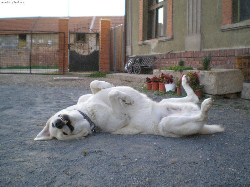 Foto: Ben��ek...-Odpoledn� siesta