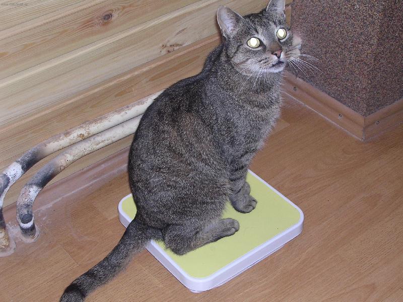 Foto: Tomy-Som tlusty?