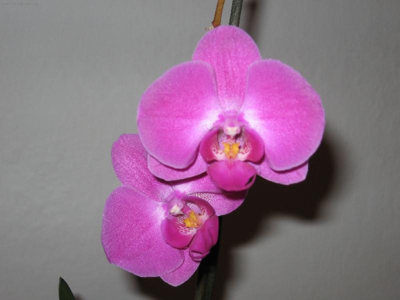 Foto: na�e orchidej