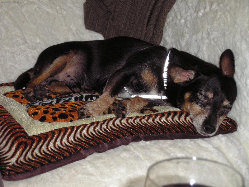 Foto: unaven� lovec