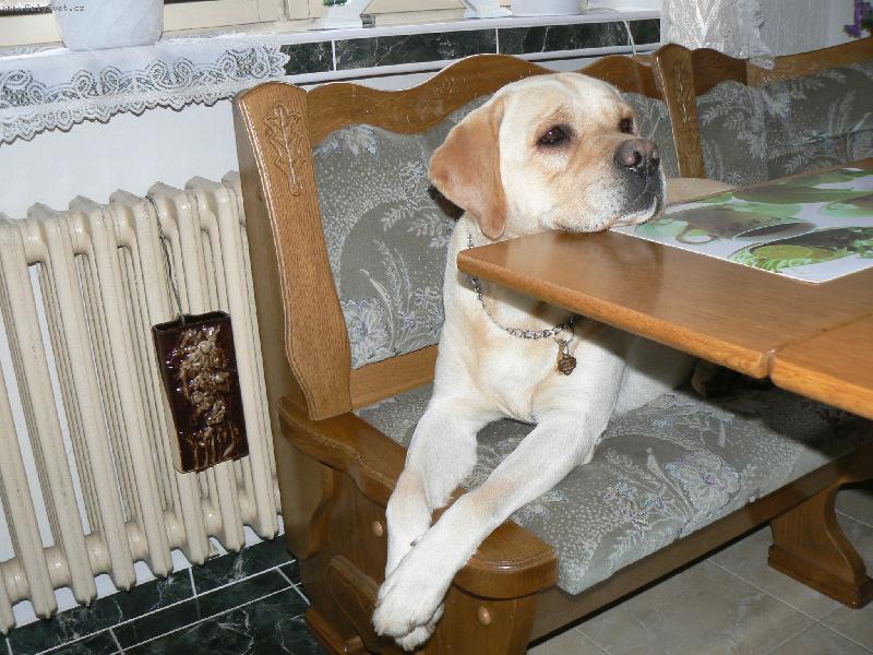 Foto: Riki-to je veget