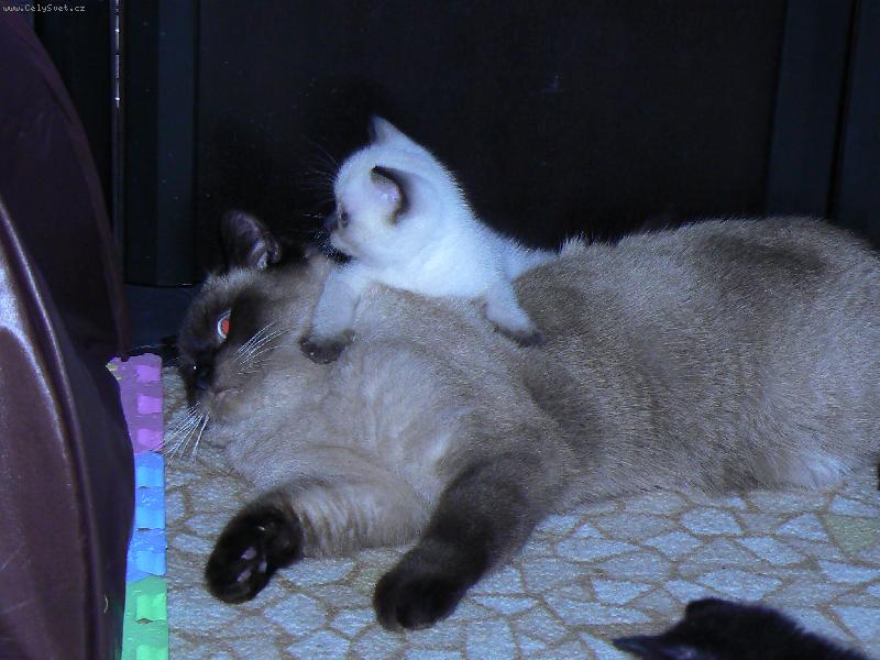 Foto: Britsk� colorpoint-Jsem mal� a p�eprala jsem kocoura