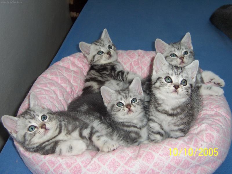 Foto: Britsk� Whiskas ko�ata-pohoha