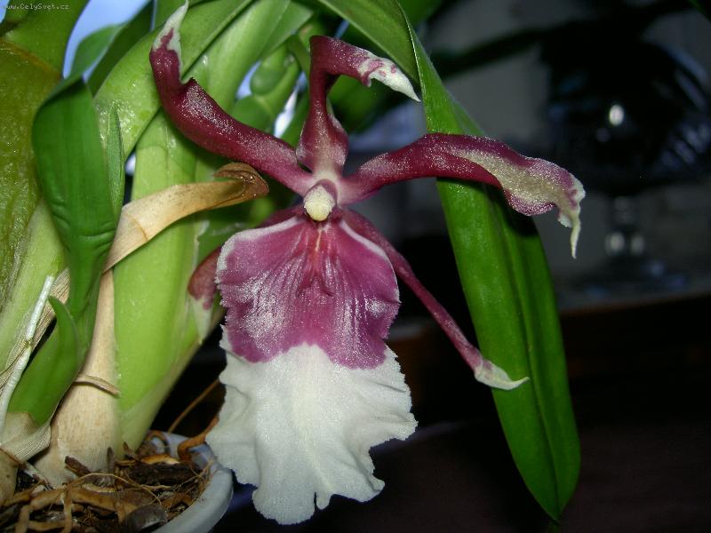 Foto: Orchidej-Kv�tek