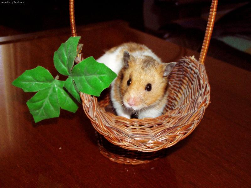 Foto: ASlu�� mi to?-K�e�ek zlat�