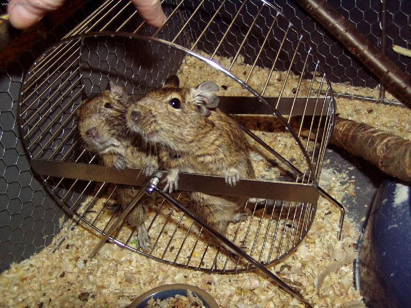 Foto: V�ude dob�e, v koloto�i nejl�p-Osm�k degu