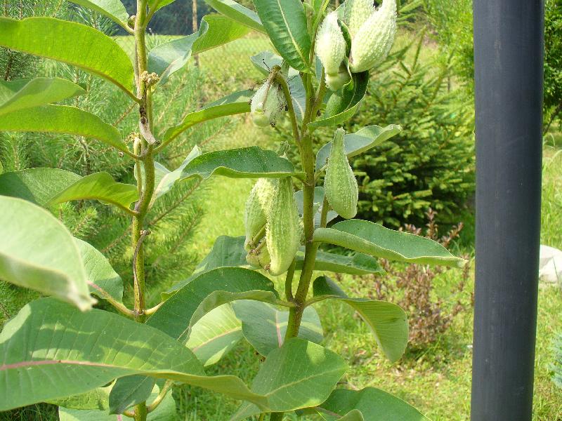 Foto: Papou�ci-Tak rostem