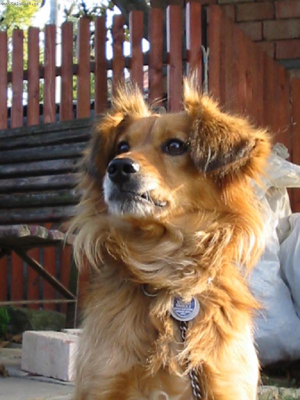 Foto: Pejsek-Zamy�len�