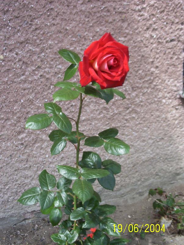 Foto: R��e-Jedna,- ale stoj� za to!