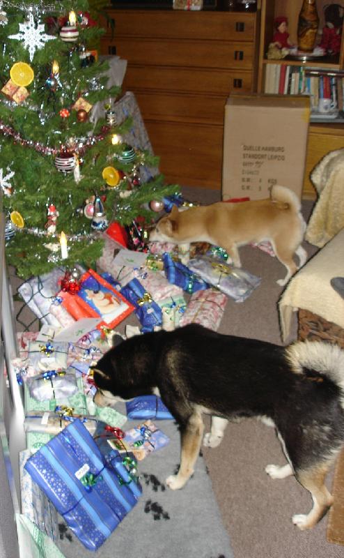 Foto: V�noce 2006-Co mysl�,kter� d�re�ky jsou pro n�s?