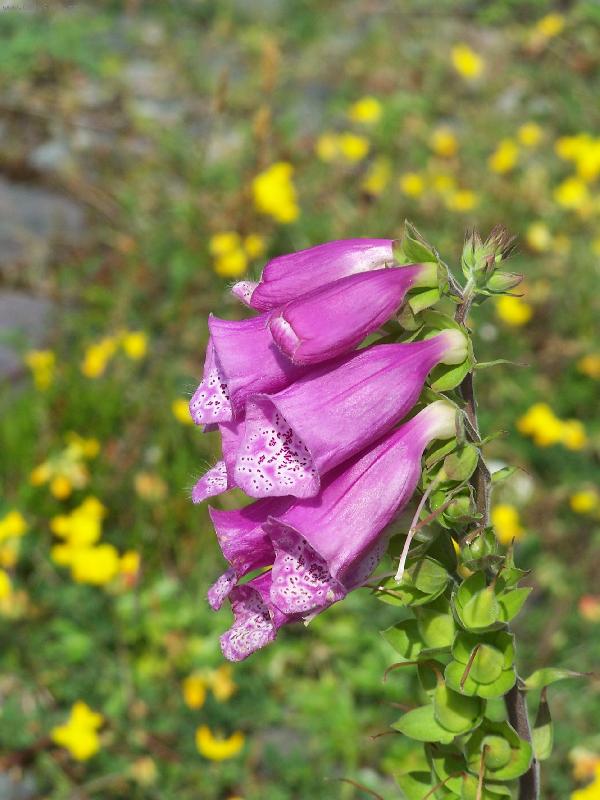 Foto: kyti�ka ze skotsk� vyso�iny